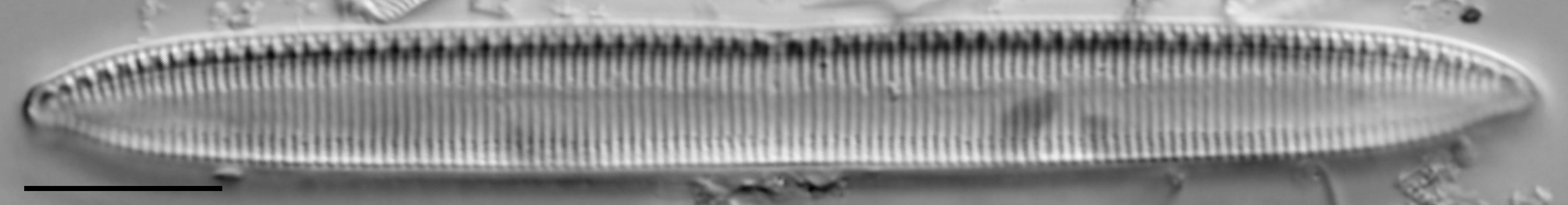 Tryblionella hungarica LM1