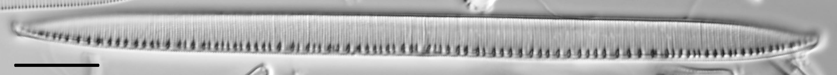 Nitzschia linearis LM5