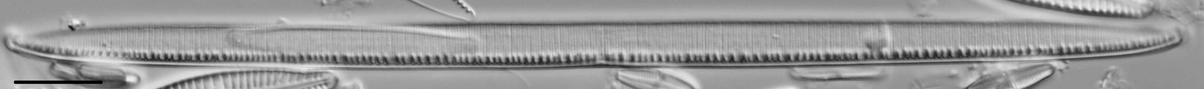 Nitzschia linearis LM3