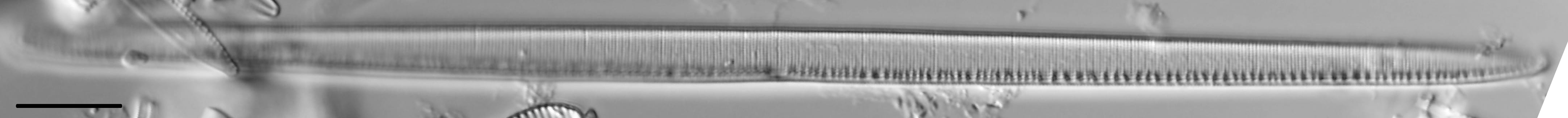 Nitzschia linearis LM2