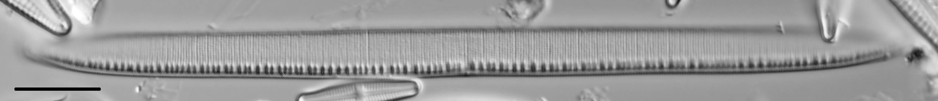 Nitzschia linearis LM1