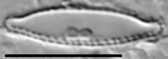 Nitzschia microcephala LM4