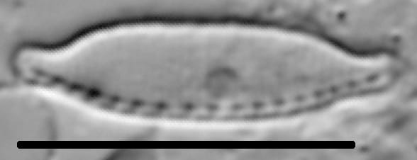Nitzschia microcephala LM3