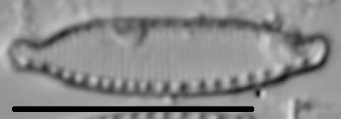 Nitzschia microcephala LM2