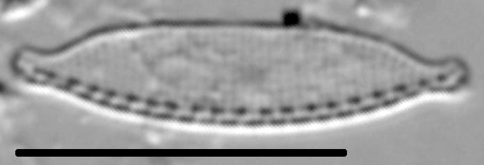 Nitzschia microcephala LM1