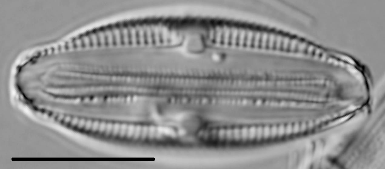 Halamphora normanii LM5