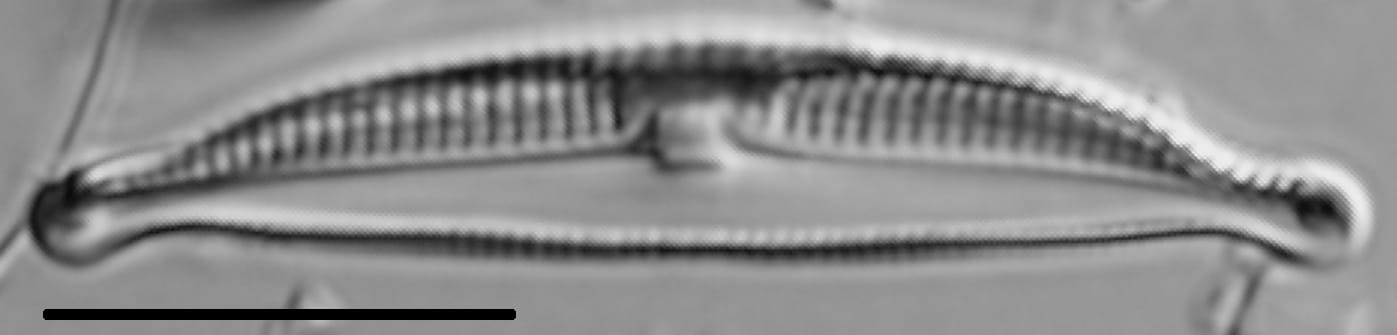 Halamphora normanii LM4