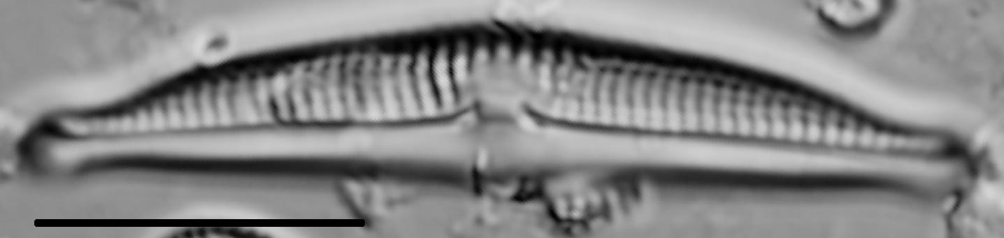 Halamphora normanii LM3