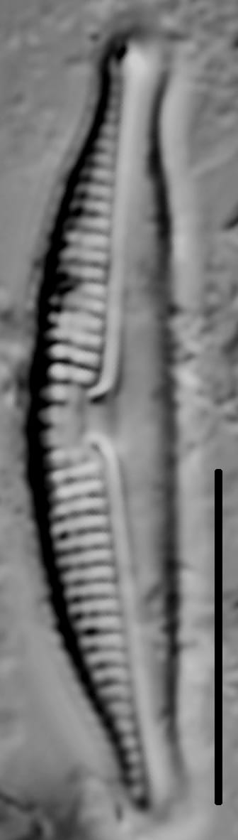 Halamphora normanii LM2