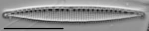 Nitzschia oregona LM2