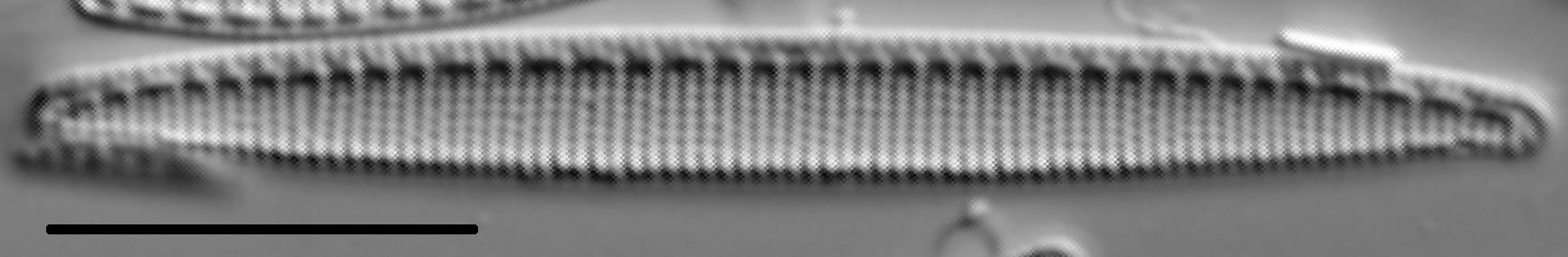 Nitzschia oregona LM1