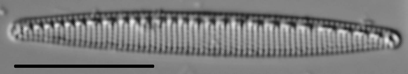 Nitzschia oregona LM3