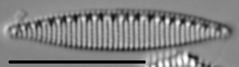 Nitzschia oregona LM4