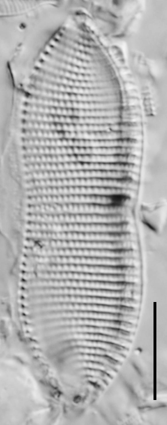 Psammodictyon constrictum LM4