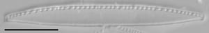 Nitzschia palea LM7