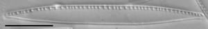 Nitzschia palea LM4