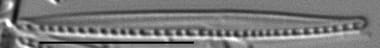 Nitzschia paleacea LM2