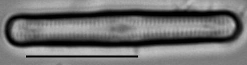 Humidophila pantropica LM4