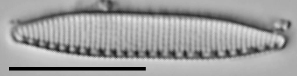 Nitzschia perminuta LM5