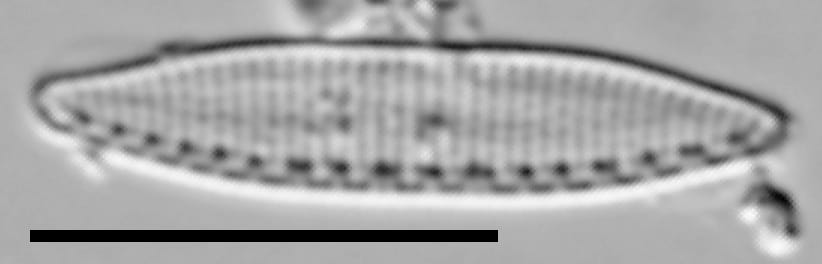 Nitzschia perminuta LM4