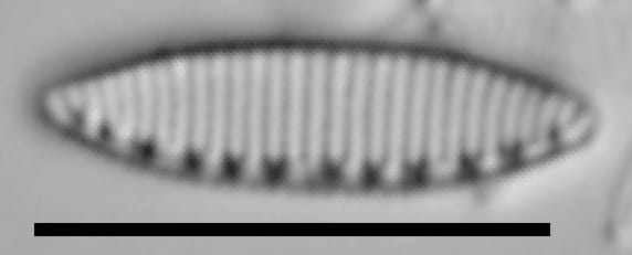 Nitzschia perminuta LM3
