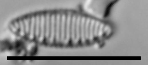 Nitzschia perminuta LM2