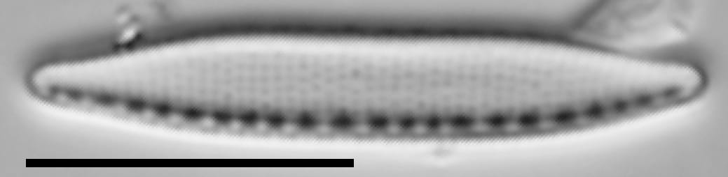 Nitzschia perminuta LM1