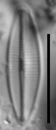 Craticula molestiformis LM3