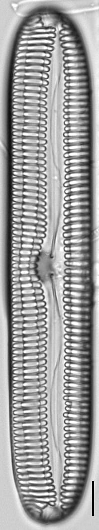 Pinnularia streptoraphe LM7