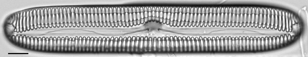 Pinnularia streptoraphe LM7