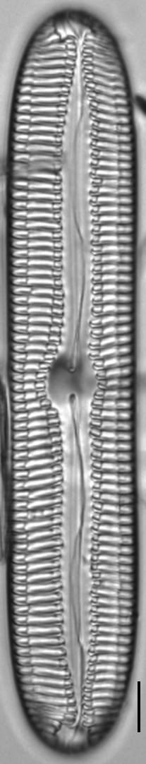 Pinnularia streptoraphe LM6