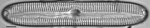 Pinnularia streptoraphe LM6