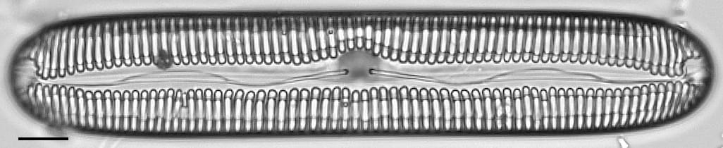 Pinnularia streptoraphe LM5