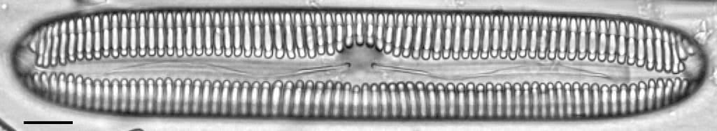 Pinnularia streptoraphe LM3