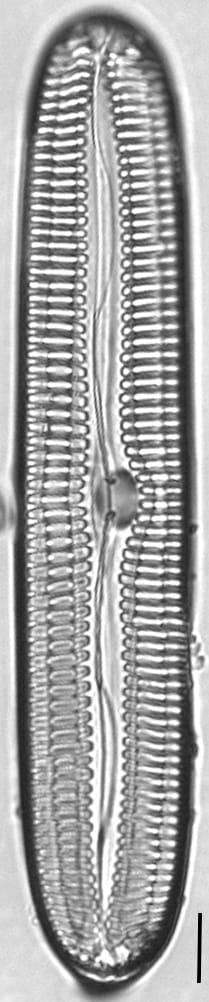 Pinnularia streptoraphe LM2