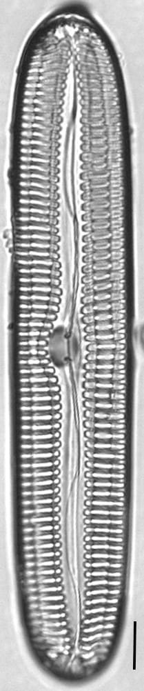 Pinnularia streptoraphe LM1