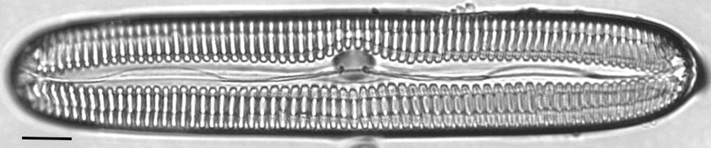 Pinnularia streptoraphe LM1