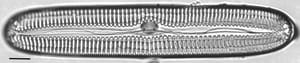 Pinnularia streptoraphe LM1