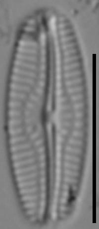 Pseudofallacia monoculata LM6