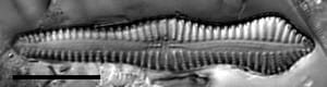 Gomphonema pusillum LM3