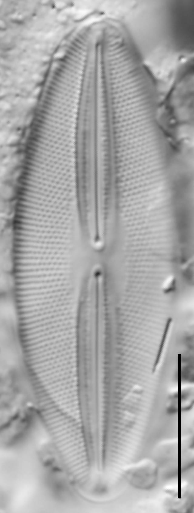 Fallacia pygmaea LM2