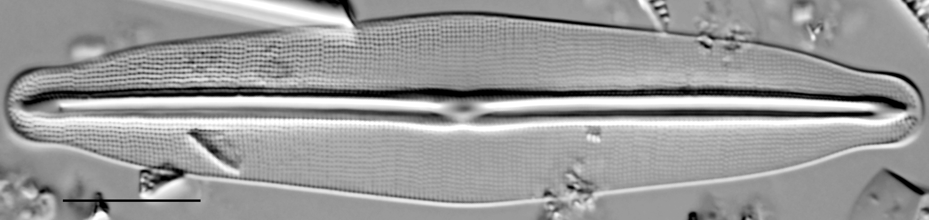 Frustulia quadrisinuata LM2