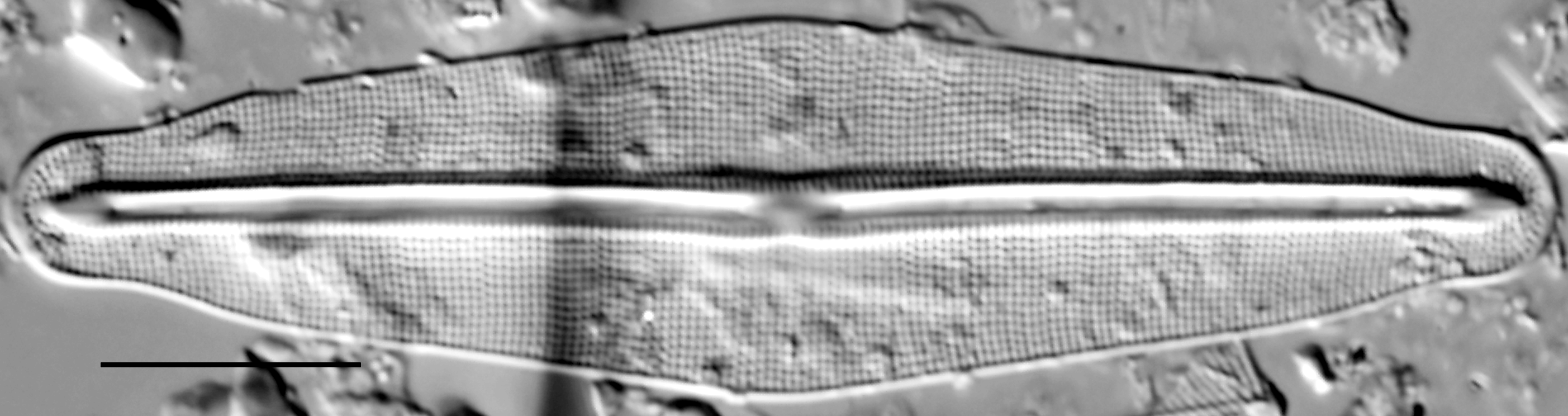 Frustulia quadrisinuata LM4