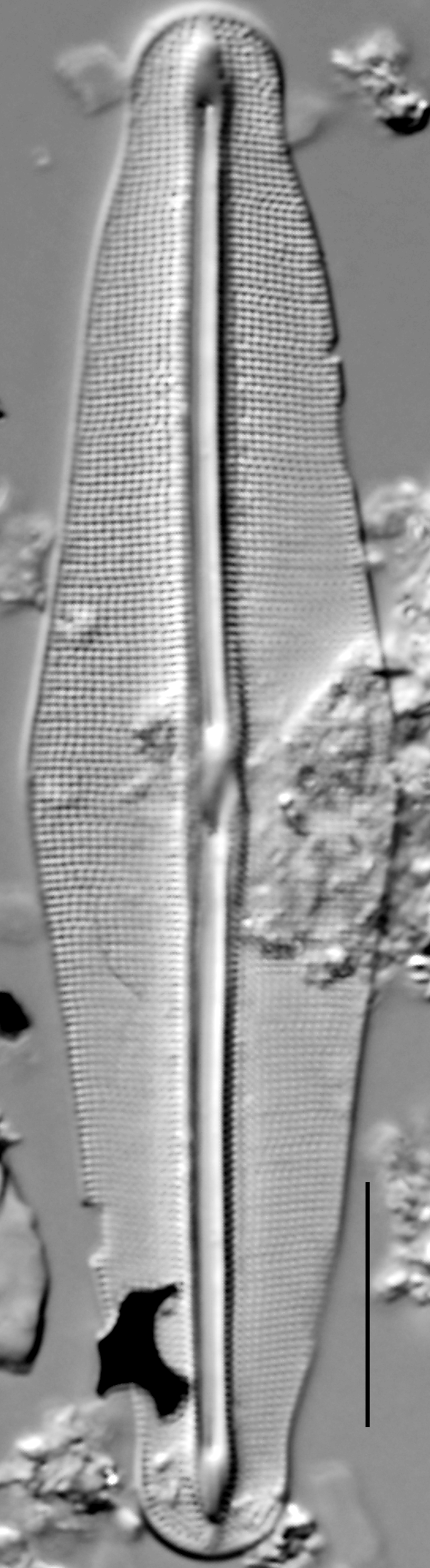 Frustulia quadrisinuata LM5