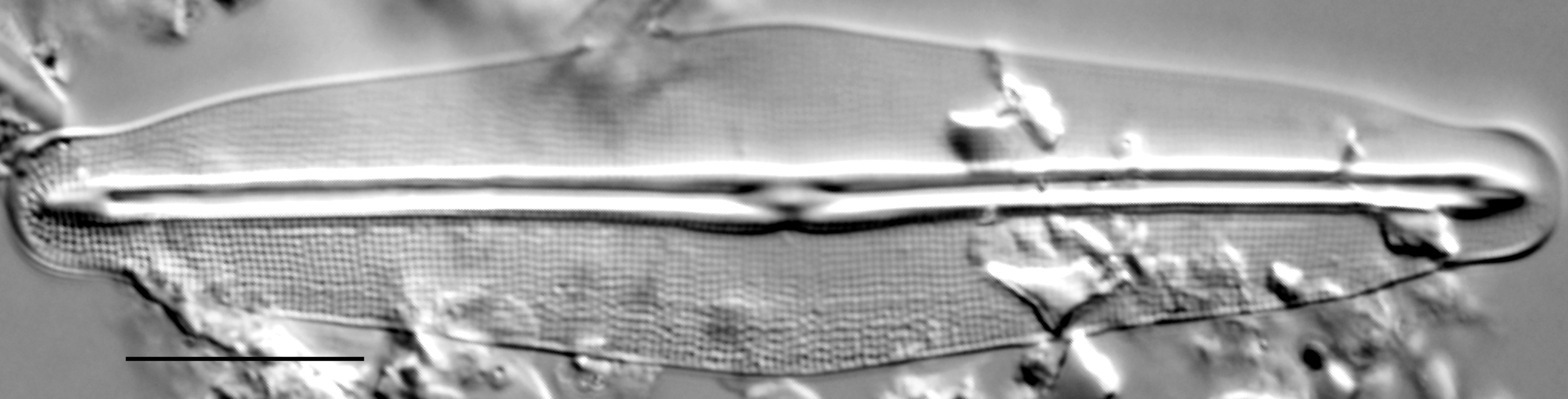 Frustulia quadrisinuata LM1