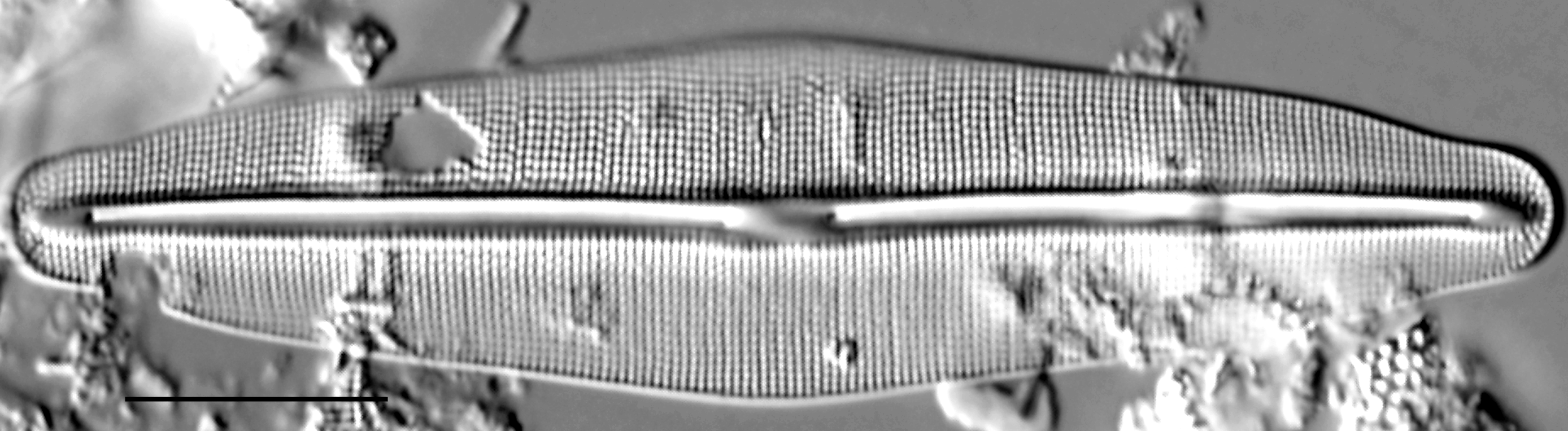 Frustulia quadrisinuata LM3