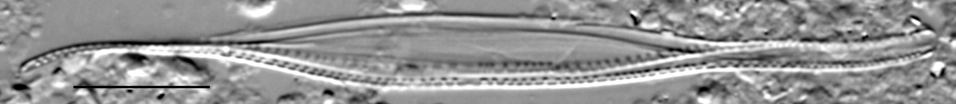 Nitzschia reversa LM4