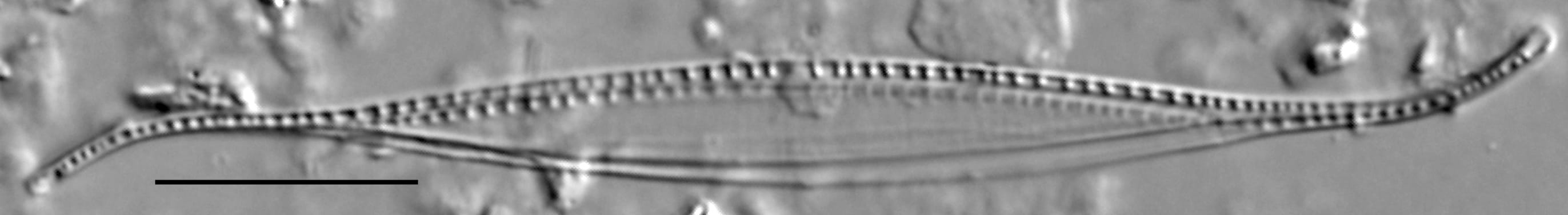Nitzschia reversa LM3