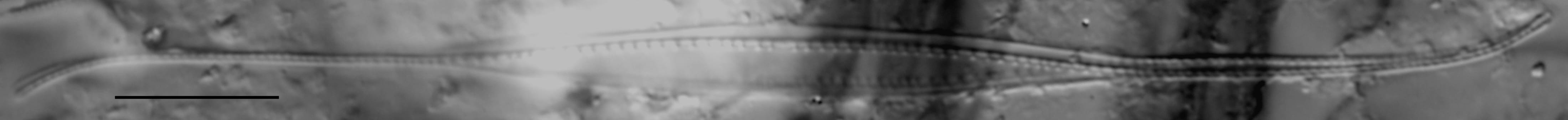 Nitzschia reversa LM1