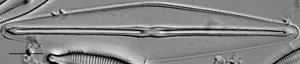 Frustulia saxonica LM7